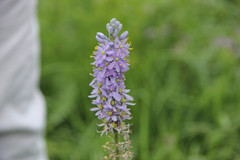 Camassia angusta