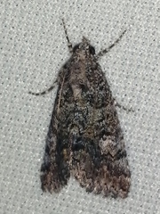 Eubolina impartialis