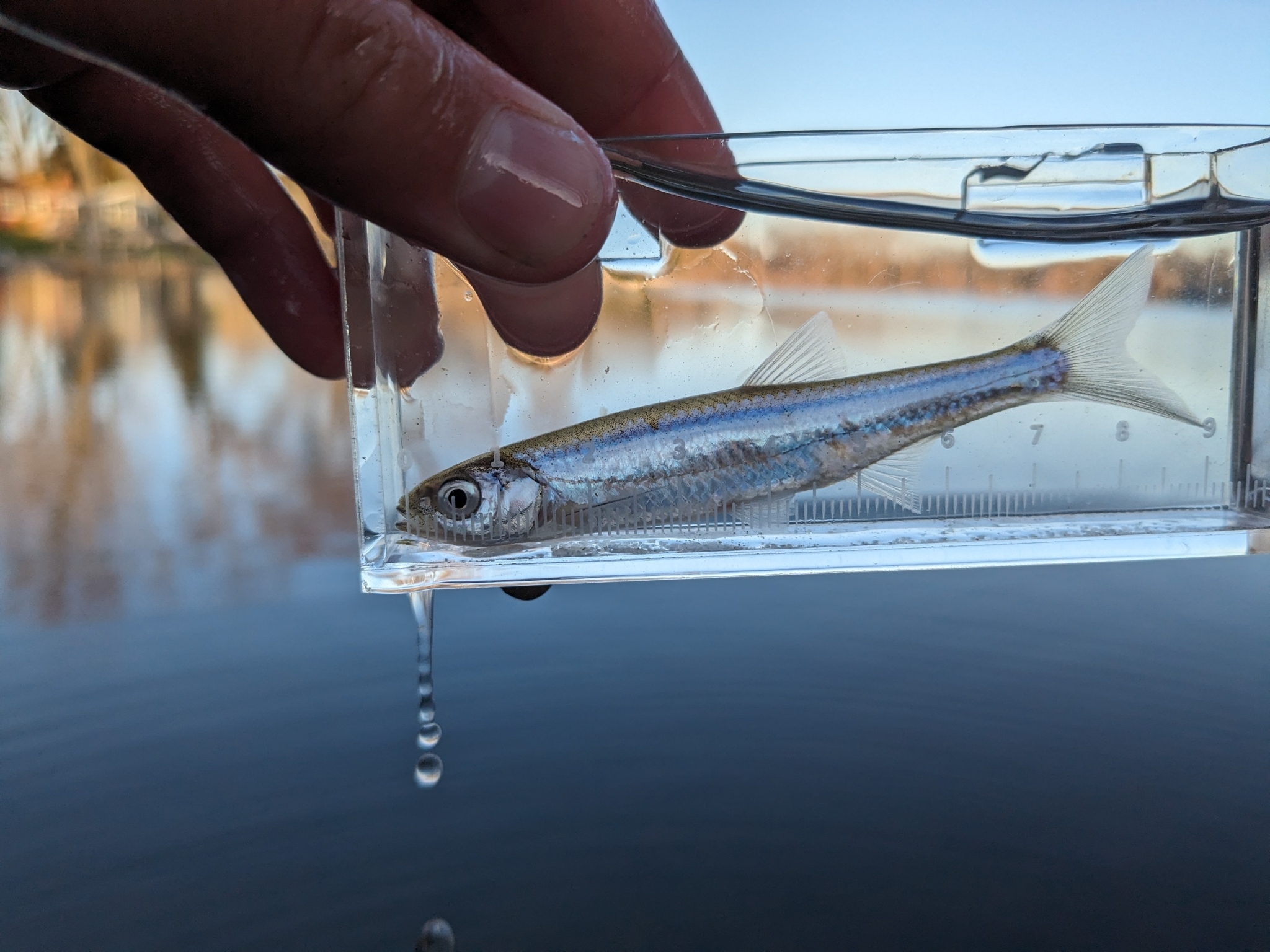 Emerald shiner - Wikipedia