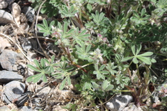 Lupinus concinnus