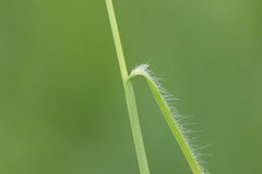 Bromus racemosus