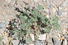 Lupinus concinnus