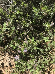 Ceanothus lemmonii