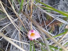 Zephyranthes fosteri