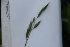 Bromus racemosus