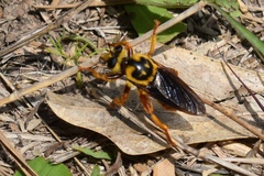 Laphria saffrana