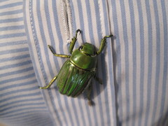 Chrysina gloriosa