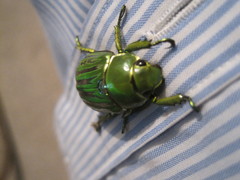 Chrysina gloriosa