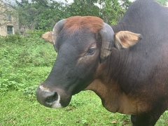 Bos