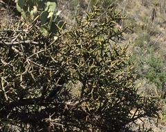 Koeberlinia spinosa