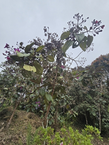Image of Motley Meriania (Meriania nobilis) by (c) Alan Rockefeller, some rights reserved (CC BY)
