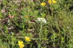 Hymenopappus artemisiifolius