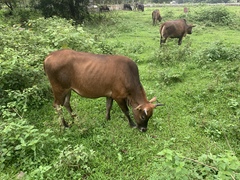 Bos
