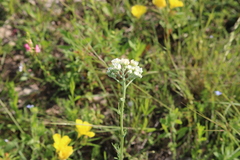 Hymenopappus artemisiifolius