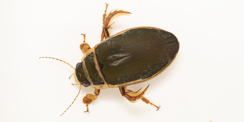 Great Diving Beetle, 荷兰瓦赫宁恩, photo 5 of 10