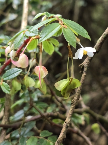 Image of Begonia foliosa by (c) Alan Rockefeller, some rights reserved (CC BY)