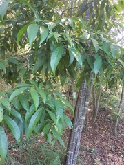 Alectryon subcinereus