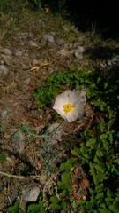 Argemone grandiflora