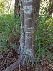 Alectryon subcinereus