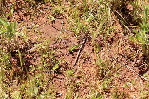 Image of Ophioglossum californicum by (c) Millie Basden, some rights reserved (CC BY)
