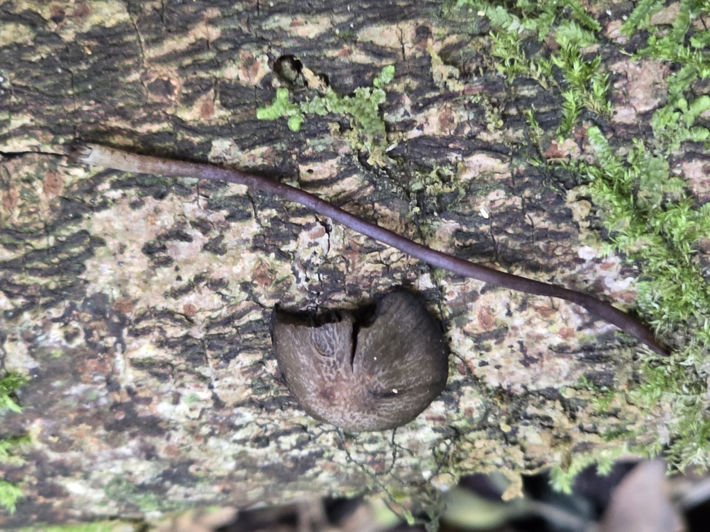 Panaeolus sylvaticus