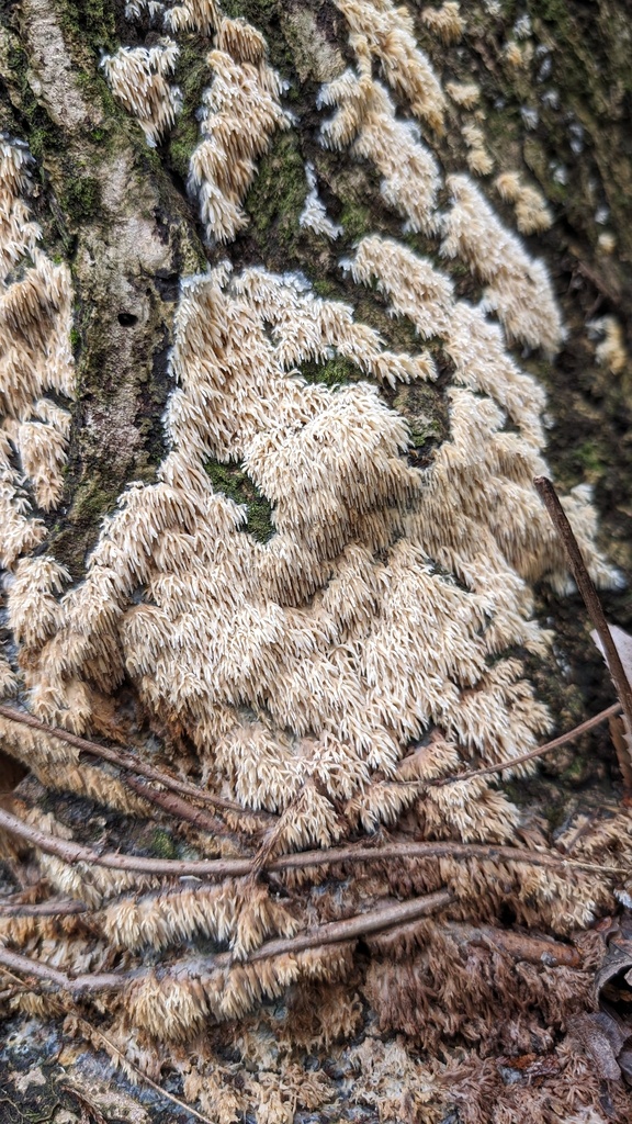 Radulomyces copelandii · April 2024 · photo: © atsushi_nakajima_cirque (iNaturalist, cc-by)