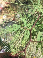 Prosopis