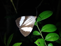 Nyctemera tripunctaria