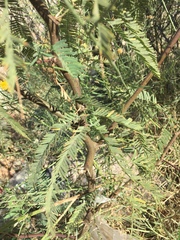 Prosopis