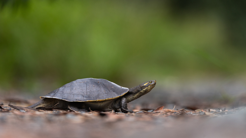 Krefft's River Turtle in April 2024 by Indra Bone · iNaturalist