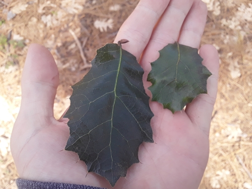 Coast Live × Interior Live Oak