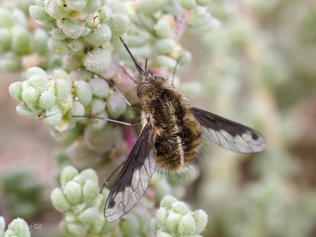 Bombylius aaroni