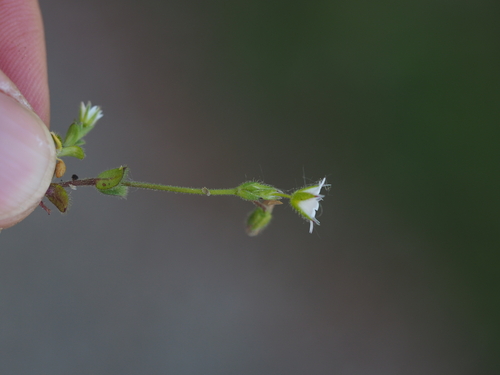 European chickweed (Cerastium pumilum)