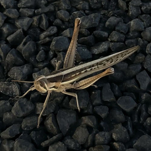 Spur-throated Locust photo 2