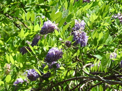 Wisteria frutescens