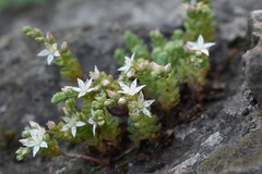 Sedum potosinum