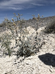 Mentzelia leucophylla