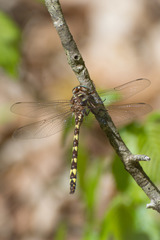 Cordulegaster bilineata