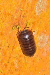 Circoniscus ornatus