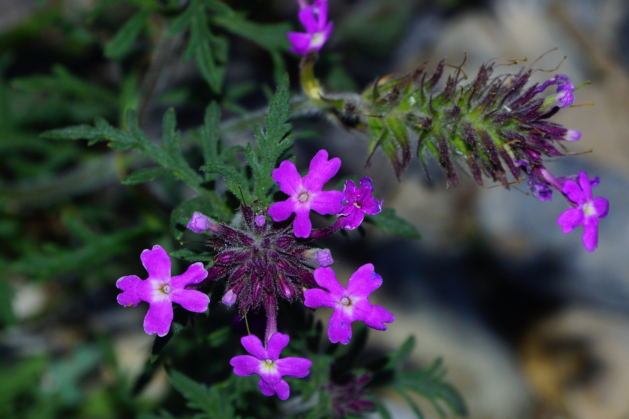 Verbena elegante