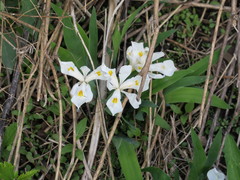 Iris cristata alba