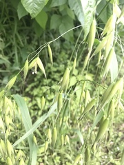 Avena sativa