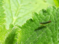 Sibovia