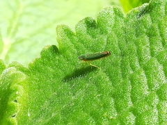 Sibovia