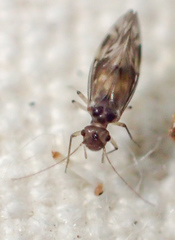 Peripsocus subfasciatus