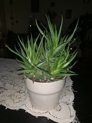 Haworthiopsis fasciata