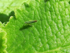 Sibovia