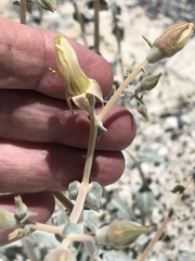 Mentzelia leucophylla