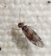 Peripsocus subfasciatus