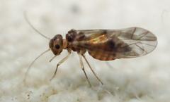 Peripsocus subfasciatus
